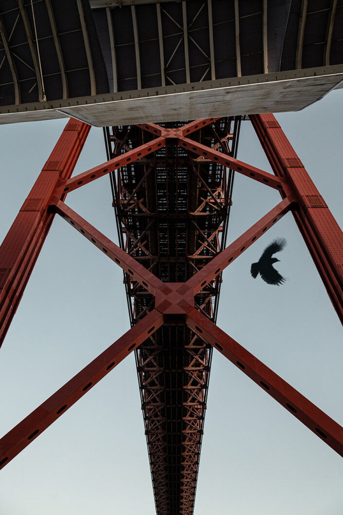 Ein Vogel fliegt unter der Brücke Ponte 25 de Abril in Lissabon