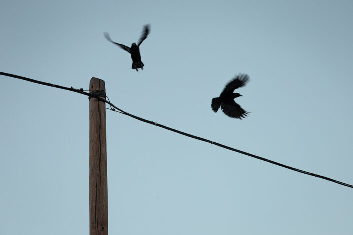 Ein Strommast und eine Oberleitung, über die zwei Vögel fliegen
