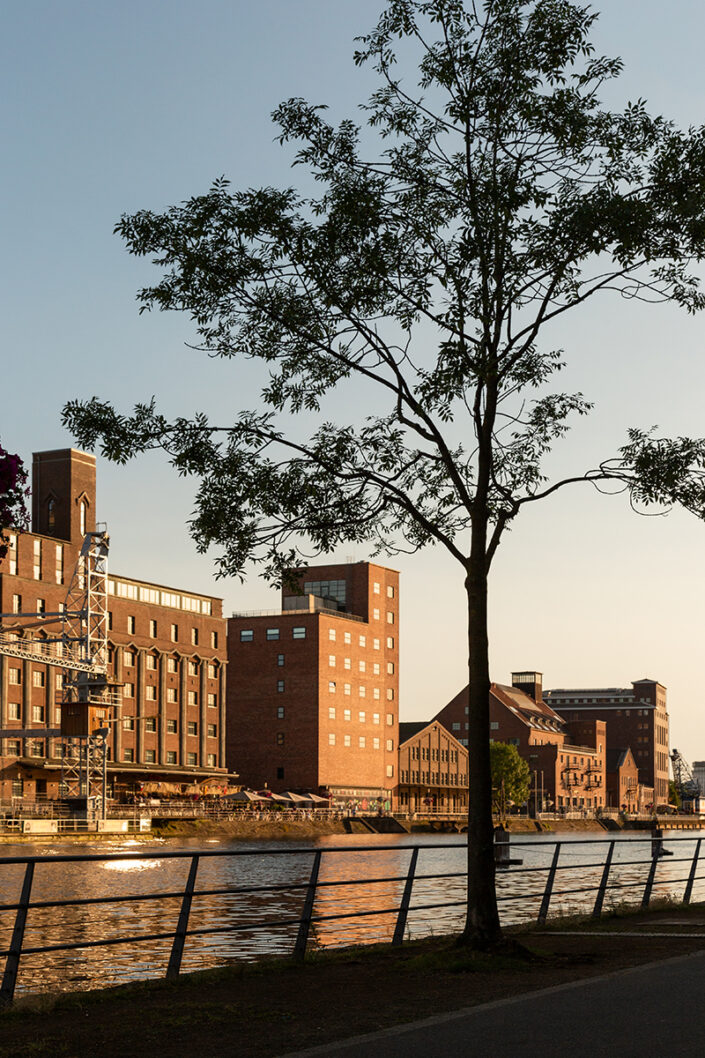 Gebäude im Innenhafen Duisburg, im Vordergrund ein Baum